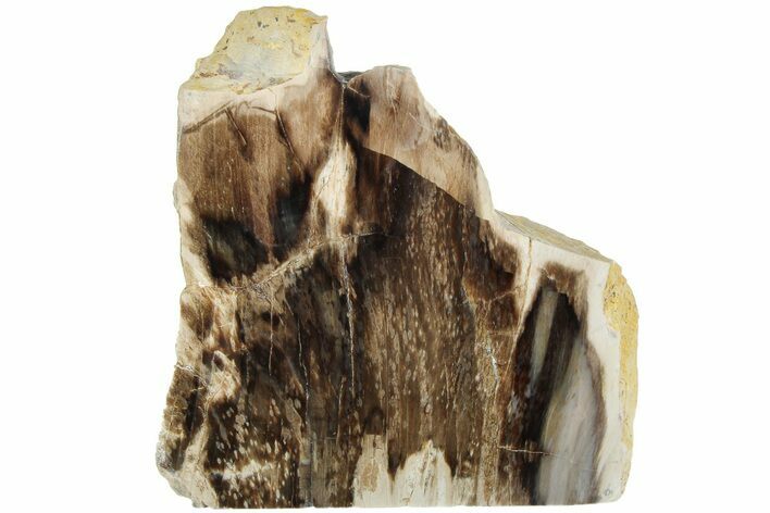 Polished, Petrified Wood (Metasequoia) Stand Up - Oregon #185143